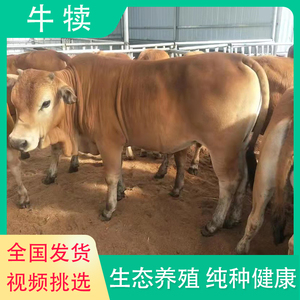 肉牛犊活牛出售黄牛肉牛犊小牛仔纯种牛犊子活牛小牛鲁西黄牛牛犊