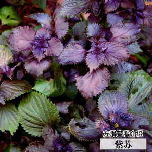 紫苏种子 紫叶苏 食用香草植物种子 四季庭院阳台盆栽蔬菜种子