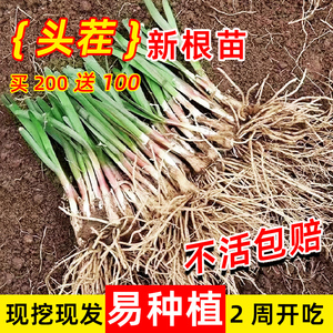 现挖红根宽叶韭菜根苗紫根小叶韭菜苗阳台苗盆栽四季蔬菜种籽子孑