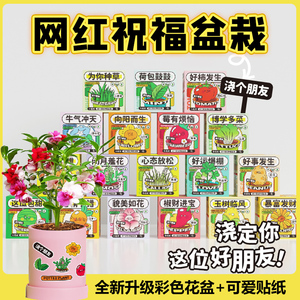 办公室创意植物盆栽儿童凤仙花种籽子套装向日葵种植个性diy套组