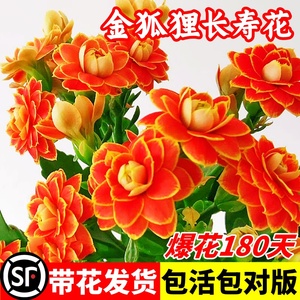 进口金狐狸长寿花盆栽重瓣大花精品带花包对版过年花卉室内植物花