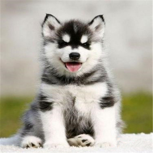 哈士奇幼犬纯种活体阿拉斯加犬雪橇犬二哈幼犬小狗活物大型宠物狗