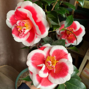 名贵茶花品种玉之浦友之浦日本进口茶花又名太阳带花苞庭院花卉