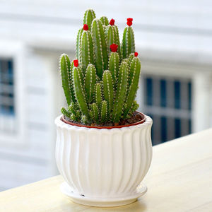 聚财山多肉植物仙人掌盆栽客厅绿植花卉室内办公室桌面好养吸甲醛