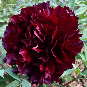 益美恩旗舰店黑豹黑色牡丹花苗盆栽地栽菏泽正宗重瓣观赏牡丹花卉