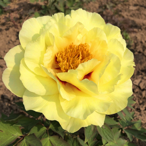 益美恩旗舰店黄冠牡丹花卉菏泽正宗观赏庭院盆栽阳台盆栽牡丹花苗