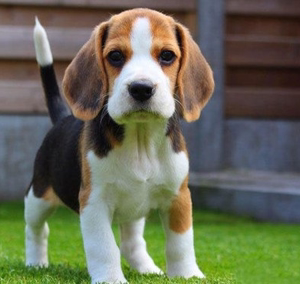 纯种比格犬米格鲁猎兔犬活体大耳朵巴吉度犬短毛幼崽小型犬宠物狗