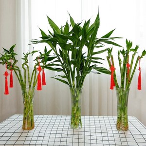 富桂竹 水养 四季富贵竹 水培转运竹观音竹花瓶桌面观叶盆栽绿植