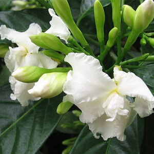 重瓣狗牙花盆栽丁香白阳台水晶植物茉莉花卉带蕾四季开花苗庭院