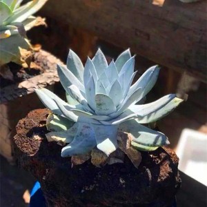 大型大颗雪山仙女杯老桩叶展16cm 多肉植物盆栽组合肉肉绿植花卉