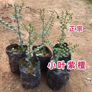 正宗小叶紫檀名贵苗木台湾盆栽地栽小叶紫檀观赏植物基地直销树苗