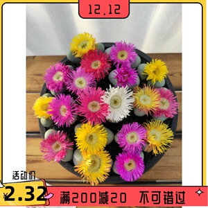 金玲玉金铃玉多肉植物生石花大颗母本会开花番杏科新手好养石头花