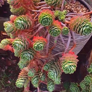 绿蔷薇悬崖老桩多头群生造型桩多肉植物大颗大型稀有品种新手好养