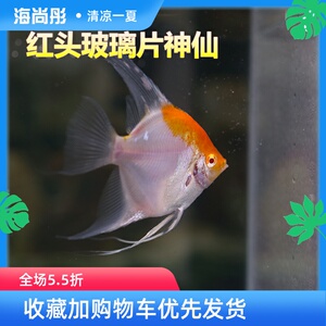 红头玻璃神仙燕鱼活体热带观赏黑白燕鸳鸯蓝魔鬼烟熏汐灵水族馆