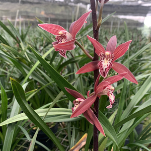 原盆土带花苞浓香型兰花苗 墨兰 紫元素大红花室内花卉绿植盆栽