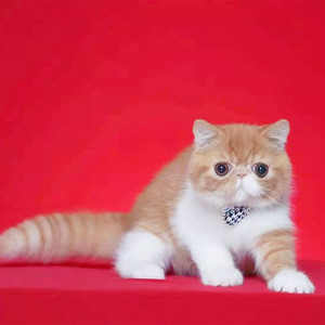 纯种加菲猫活体幼崽包子脸波斯加菲电影版加菲红小胖宠物黏人猫咪