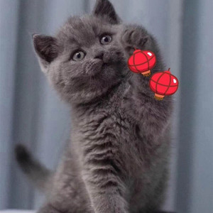 勇士萌宠淘宝杭州猫舍纯种蓝猫幼猫英国短毛猫蓝胖子猫咪蓝白猫宠物