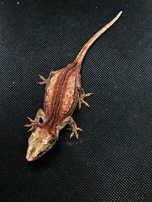 睫角爬宠爬虫豹纹守宫蜥蜴宠物入门级可爱幼体温顺爬宠