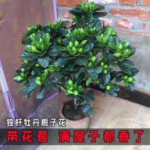 栀子花盆栽花卉植物室内四季开花带花苞阳台绿植浓香型大树苗好养