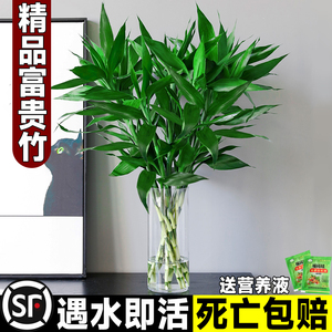 富贵竹水培植物观音竹室内水养发财树带根客厅绿植花卉绿萝萝盆栽