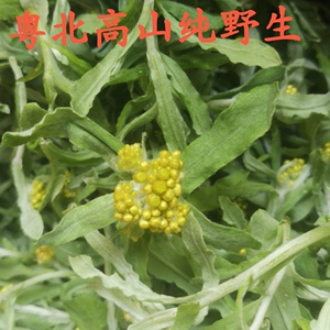 顺丰广东韶关纯野生黄花艾叶新鲜现摘5斤鼠曲草清明菜鼠麴田艾草