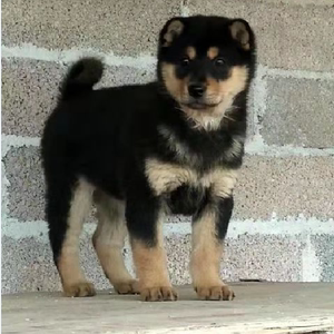 中华田园犬纯种土狗幼犬串串狗四眼狗牧羊犬看家狗德牧小狗幼犬活