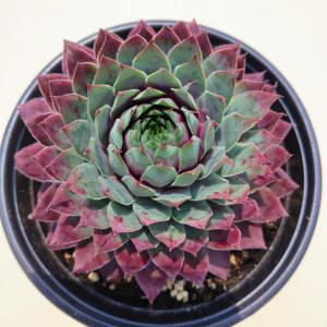 多肉植物长生草珍惜耐冻稀有老桩品种蓝冰12cm左右