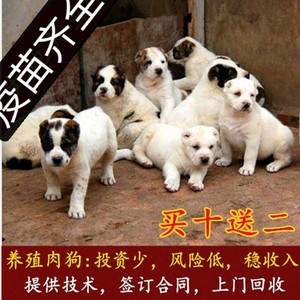 肉狗苗幼犬巨型活体大型杂交改良食用肉狗苗养殖土狗幼崽包送到家