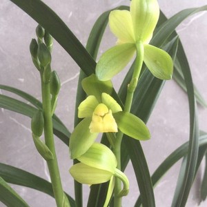 世界上特香兰花洛阳素荷建兰兰花苗荷瓣夏带花浓香盆栽室