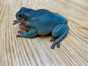 00伟伟小芳123淘宝活体姥爷老爷爬宠树蛙 牛奶蛙蓝姥爷雨林造景蛙