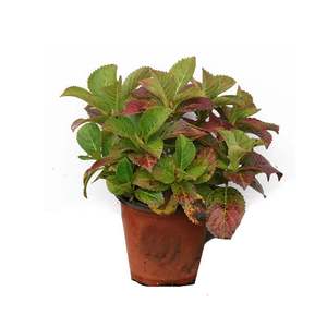 绣球手鞠卡米拉万华镜花花火惠子摇摆乐玛蒂尔德艾薇塔大花八仙花