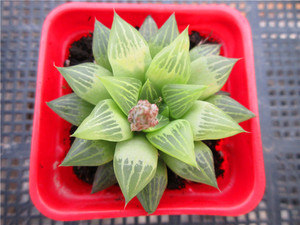 多肉植物 水晶寿 金城 凝脂菊 子宝锦 冬之星座 姬寿 买就送