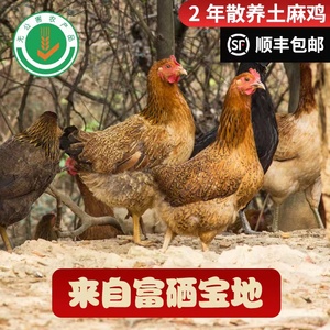 正宗土鸡农家散养土鸡山林散养鸡现杀2年跑地鸡散养鸡龙游飞鸡