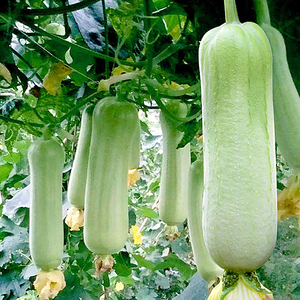 湖南白丝瓜新鲜包4斤邮整箱当季蔬菜现摘现发农家种短肉白皮丝瓜