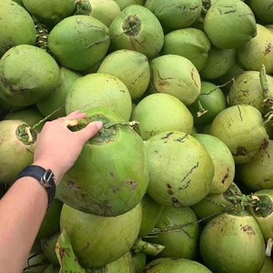 6个装海南特产青椰子新鲜当季热带水果椰皇椰宝椰青椰汁整箱包邮