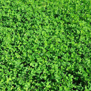 苜蓿菜新鲜食用