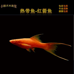红箭鱼活体