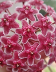 球兰花盆栽红巴顿兰花绿植吊篮花卉客厅兰花花苗好养活送长辈礼物