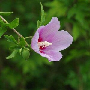 粉色木槿花树苗重瓣食用当年开花粉花木槿苗庭院阳台盆栽地栽包邮