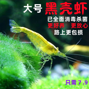 大号成年体黑壳虾除藻鱼缸除藻清洁虾活体饲料工具虾淡水草虾宠物