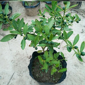 金豆盆景金豆小苗金豆苗小叶金豆盆景金豆树桩金豆小品盆景山桔