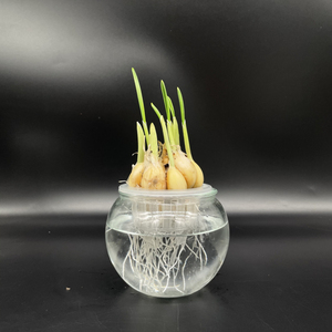 水培大蒜苗盆栽室内科学实验课幼儿园学生作业植物角观察日记文创