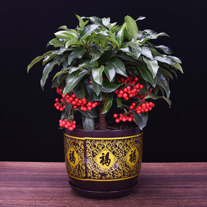 金玉满堂富贵籽盆栽植物黄金万两花卉室内带果红豆四季好养年宵花