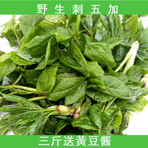 【刺果棒】刺果棒品牌,价格 - 阿里巴巴