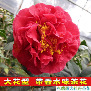 克瑞墨大牡丹茶花盆栽树苗红香妃大花带香味四季室内庭院绿植花卉