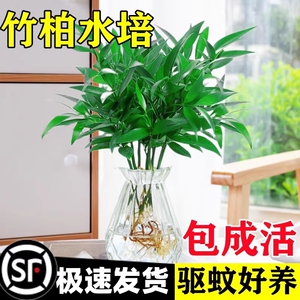 驱蚊竹柏水培植物室内水养绿植花卉盆栽办公室桌面四季常青草好养