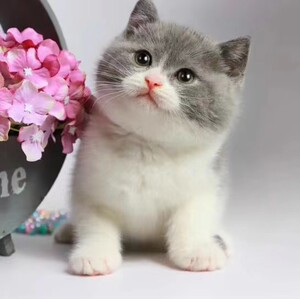 【三花折耳猫】三花折耳猫品牌,价格 - 阿里巴巴