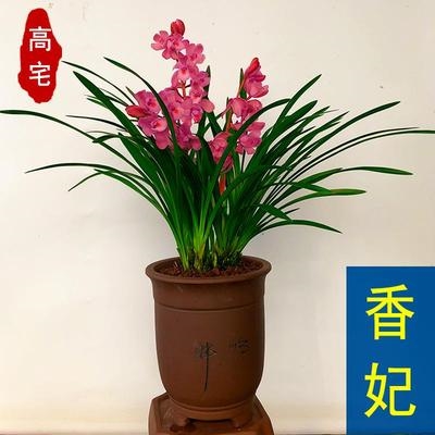 小型兰草室外开花建兰花苗兰花植物四季矮种浓香型a富山卧室