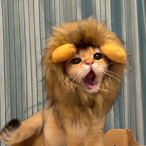 抖音小红书同款猫咪宠物发饰萌宠头套狮子变身猫咪狗狗卖萌可调节