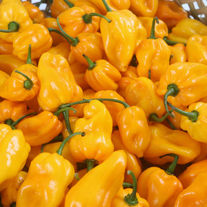 海南黄椒黄灯笼椒新鲜黄辣椒魔鬼椒蔬菜特辣可做辣椒酱1斤包邮